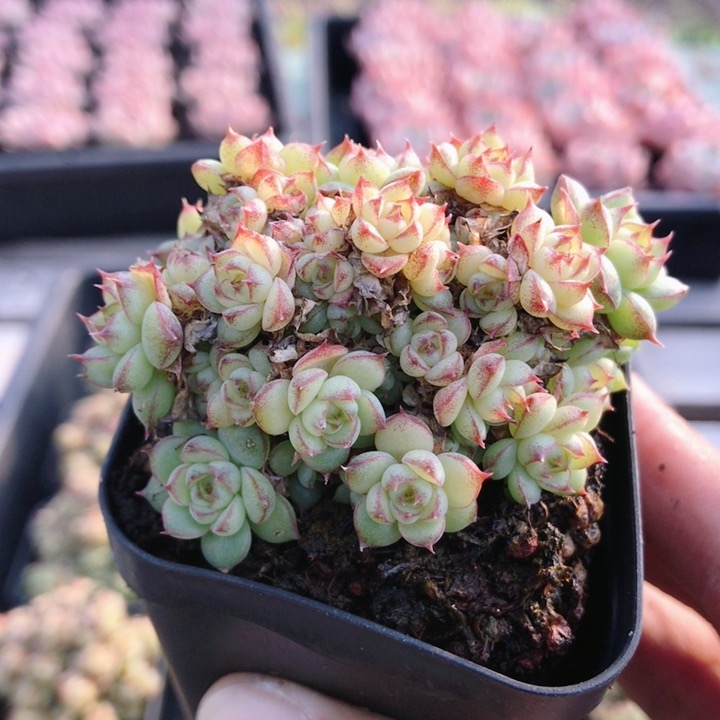 虞姬麦秆  名贵多肉植物可爱萌肉肉新手阳台好养绿植盆栽(20包邮