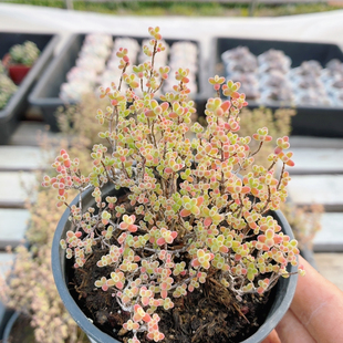 大蜜橘枝干  稀有多肉植物盆栽高颜值阳台好养花卉绿植（20包邮）