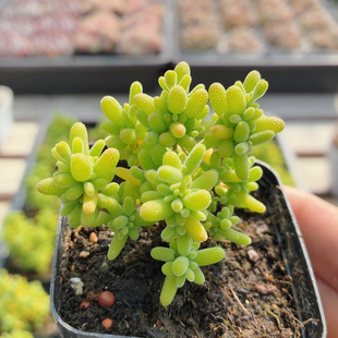 新糖球枝干  多肉植物办公室内好养名贵稀有高颜值小盆栽（20包邮