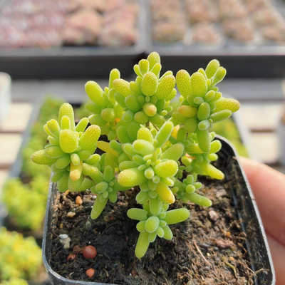 新糖球枝干  多肉植物办公室内好养名贵稀有高颜值小盆栽（20包邮