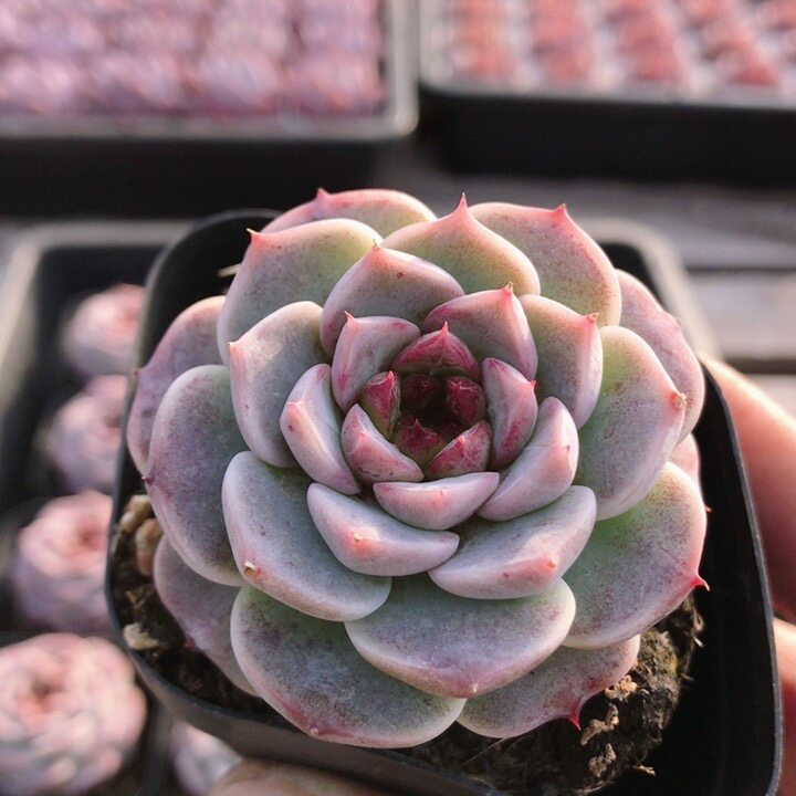 天鹅绒 稀有贵货罕见好养高颜值多肉植物盆栽迷你小盆栽（20包邮