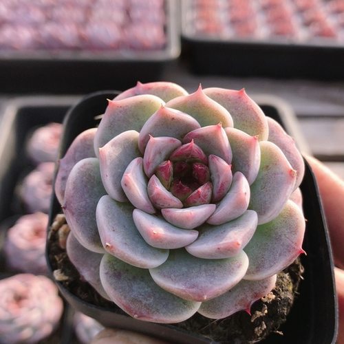 天鹅绒 稀有多肉植物窗台阳台好养高颜值名贵花卉盆栽（20包邮）