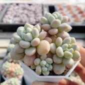 包邮 稀有名贵多肉植物阳台办公室好养高颜值小盆栽 洛可可