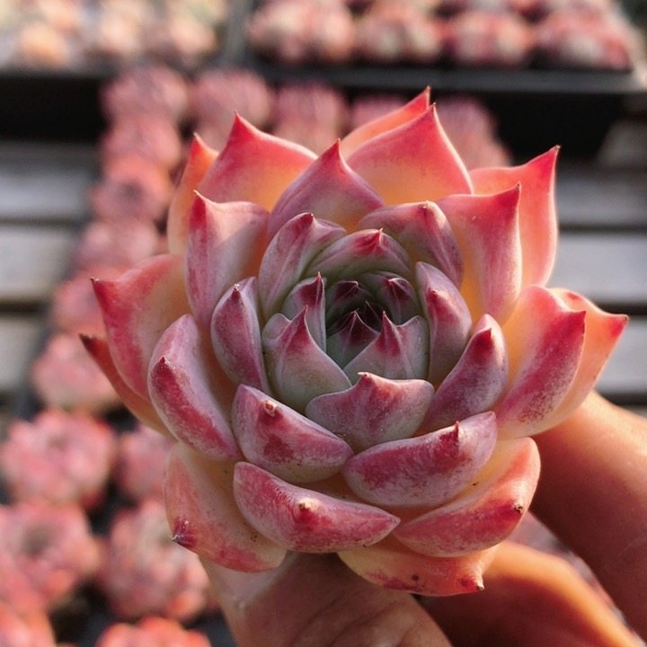 水蜜桃  多肉植物可爱胖嘟嘟阳台窗台好养绿植花卉盆栽（20包邮）,鲜花速递/花卉仿真/绿植园艺,多肉植物,淘宝优惠券,粉丝福利购,淘宝优惠卷