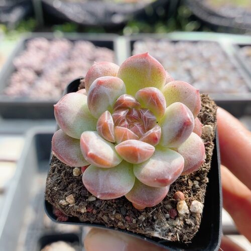 小琥珀  名贵多肉植物阳台窗台好养精品迷你绿植小盆栽（20包邮）