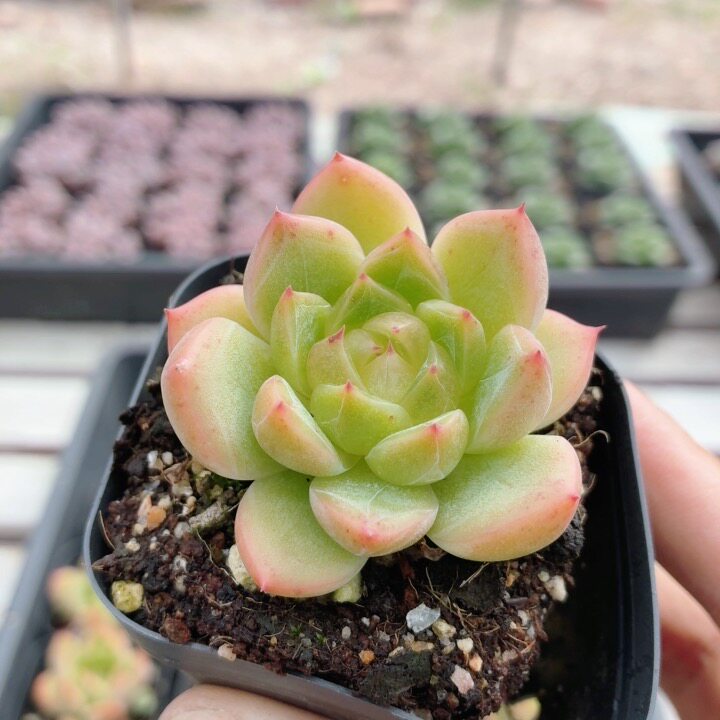 星光珍妮  名贵稀有多肉植物阳台好养可爱绿植花卉盆栽（20包邮