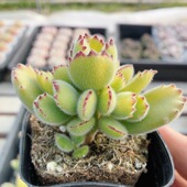 包邮 多肉植物室内阳台窗台可爱好养名贵高颜值小盆栽 黄熊