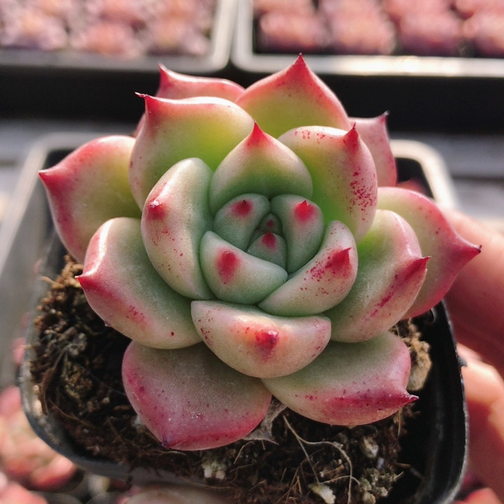 红颜蜜语  稀有多肉植物高颜值阳台窗台好养绿植花卉盆栽（20包邮,鲜花速递/花卉仿真/绿植园艺,多肉植物,淘宝优惠券,粉丝福利购,淘宝优惠卷