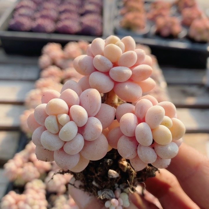 鱼子酱  多肉植物组合盆栽稀有阳台窗台好养花卉盆栽（20包邮）,鲜花速递/花卉仿真/绿植园艺,多肉植物,淘宝优惠券,粉丝福利购,淘宝优惠卷