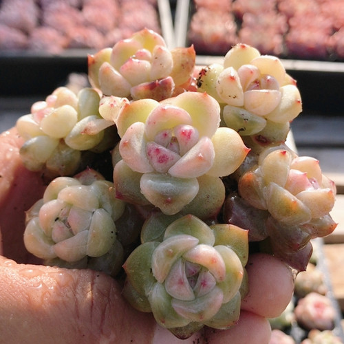 草莓波波  多肉植物阳台好养高颜值精品稀有花卉植物盆栽（20包邮