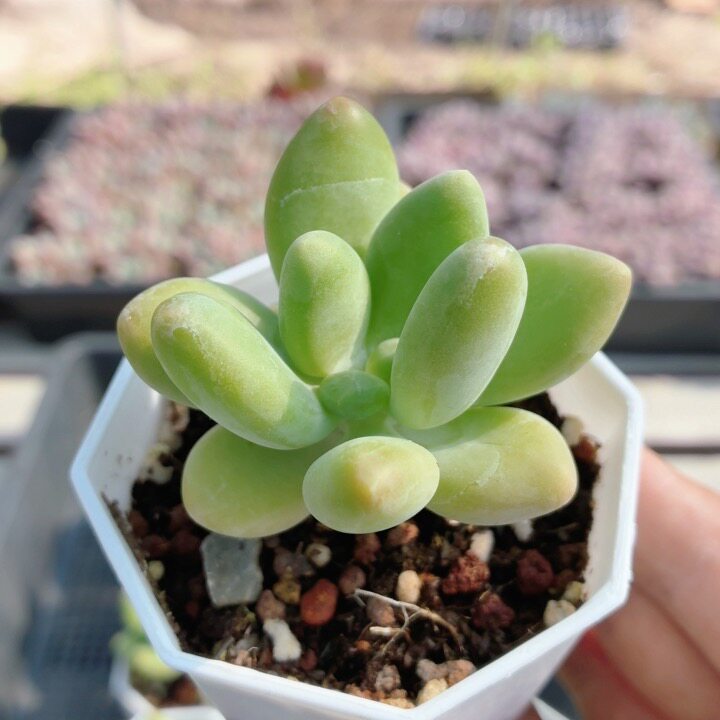 芒果奶 名贵多肉植物阳台窗台好养精品迷你绿植小盆栽(20包邮)