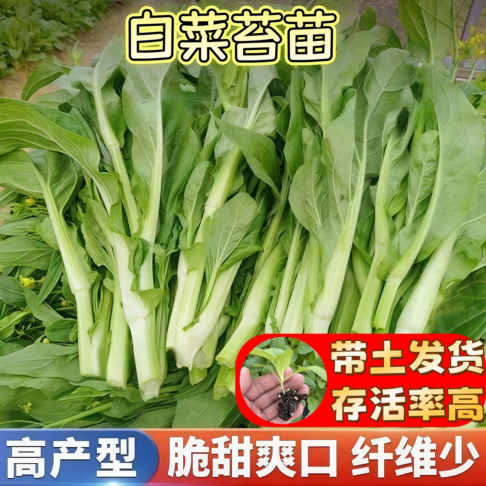 白菜苔红菜苔西兰花秧苗大白菜苗