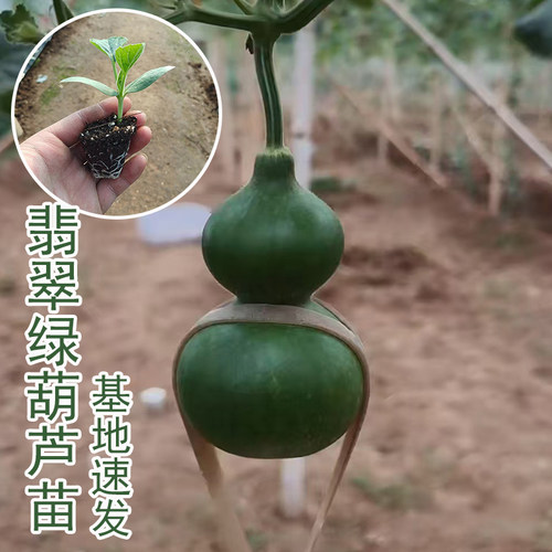 葫芦秧苗文玩墨绿葫芦