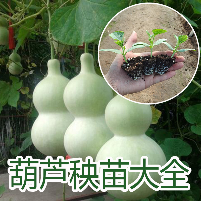 葫芦秧苗巨型手捻小亚八宝葫芦秧种子阳台庭院爬藤盆栽亚腰葫芦苗