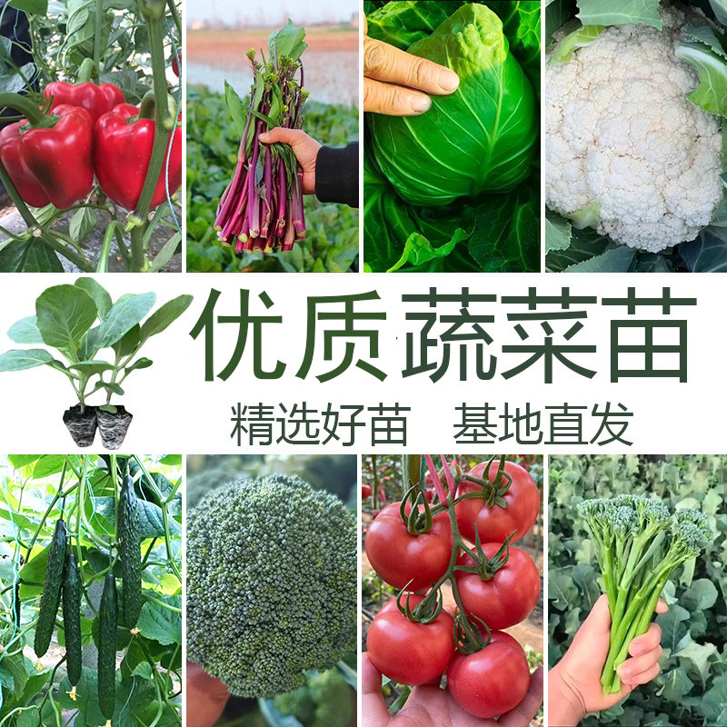 花菜西兰花甘蓝白菜花菜带土秧苗