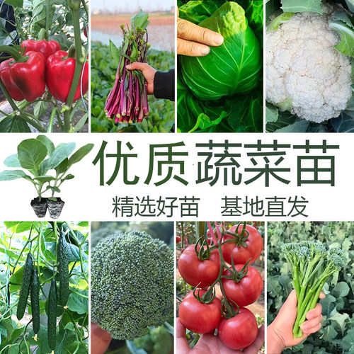 黄瓜丝瓜苦瓜辣椒番茄子带土秧苗