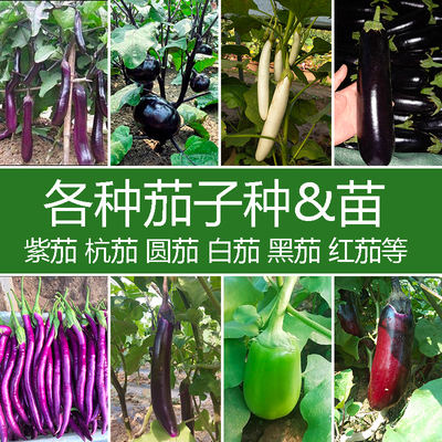 秧苗茄子穴盘苗四季种植