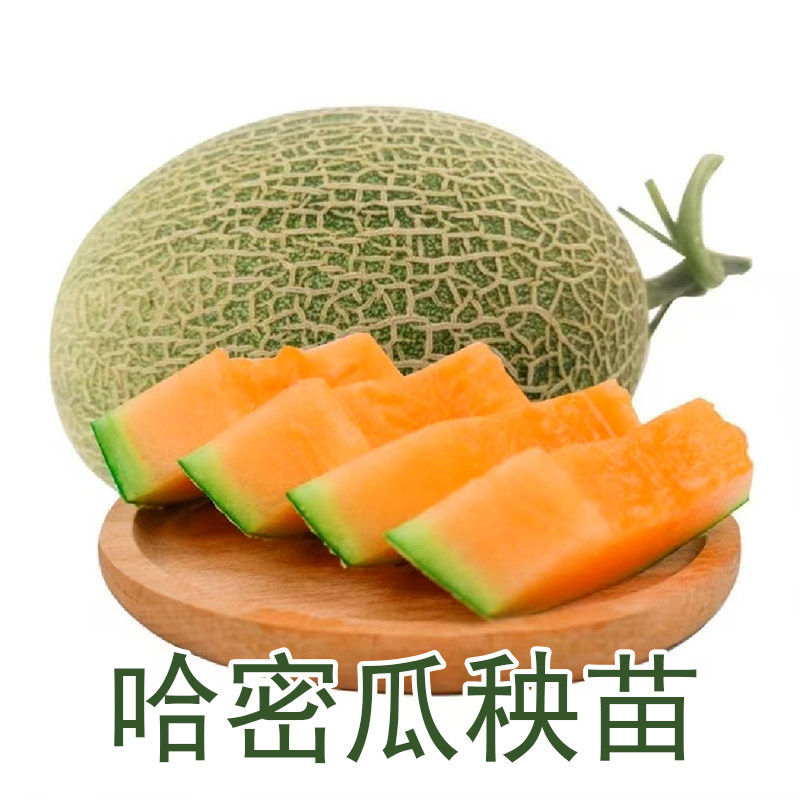 哈密瓜秧苗香瓜甜瓜西瓜玲珑甜宝黄金蜜新疆网纹瓜水果蔬菜种苗子