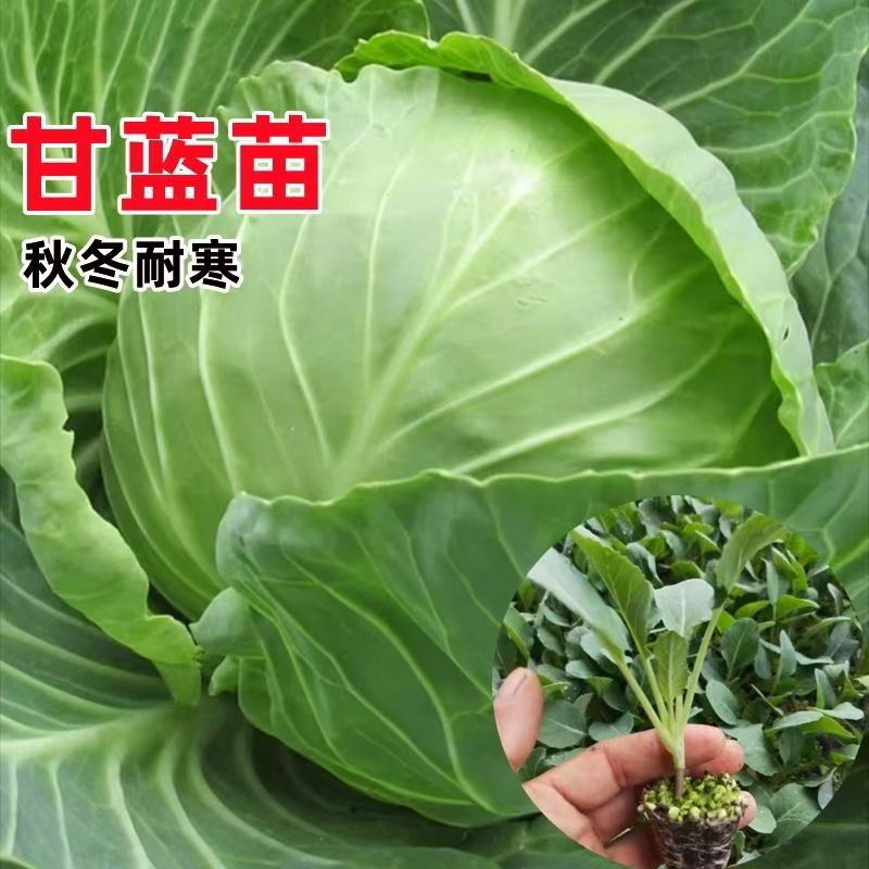 甘蓝秧苗菜苔大白菜松花菜蔬菜苗