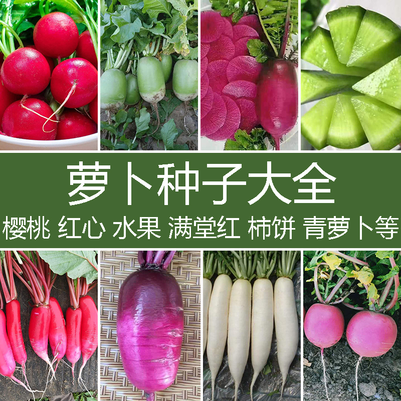 水果萝卜种子清甜可口春秋种植
