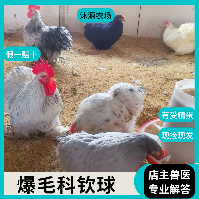 【沐源农场】欧血科钦球鸡观赏鸡哥伦比亚薰衣草网红球鸡宠物鸡蛋