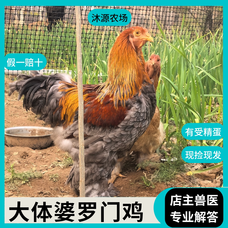 【沐源农场】巨型婆罗门观赏鸡宠宠物鸡