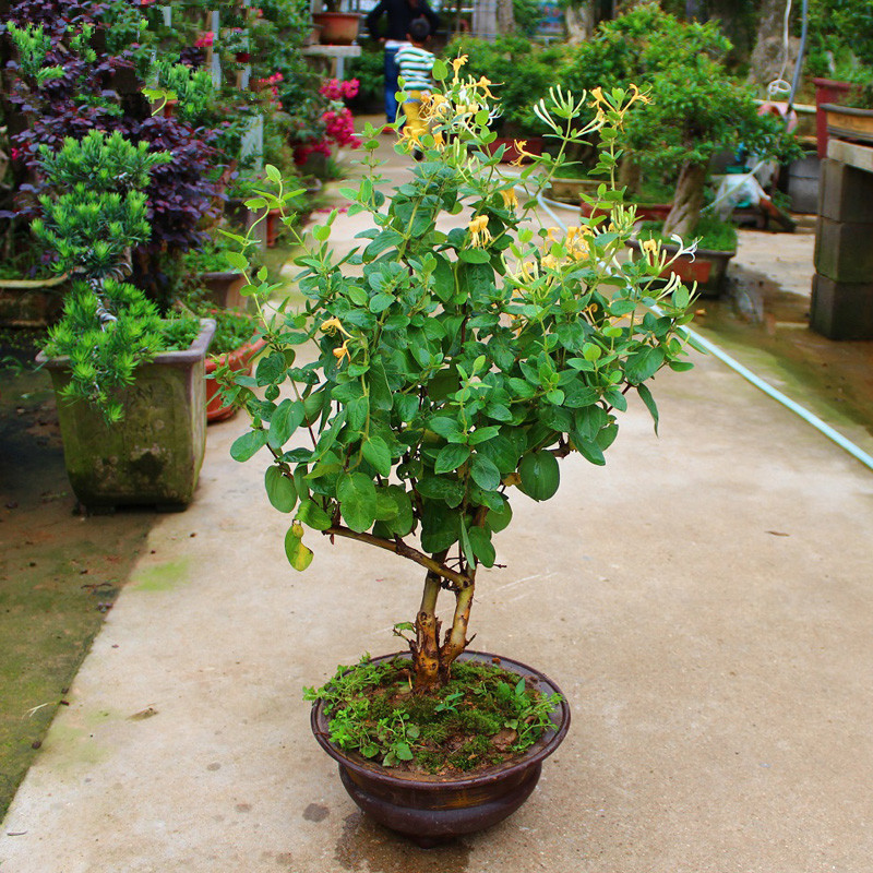 金银花苗木盆栽四季种植室内爬藤攀援植物树苗盆景树桩当年开花卉