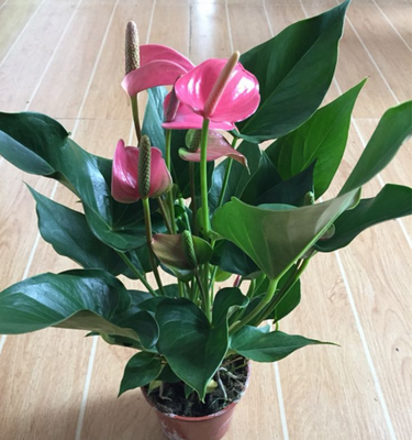 一套包邮水培盆栽观花 红掌白掌粉掌带盆带花 桌面盆栽 室内盆栽