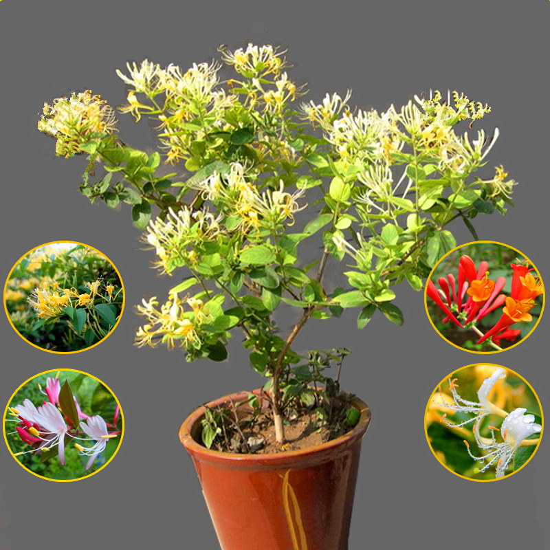 金银花苗爬藤植物四季野生种植红色金银花树苗木室内阳台盆栽花卉