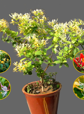 金银花苗爬藤植物四季野生种植红色金银花树苗木室内阳台盆栽花卉