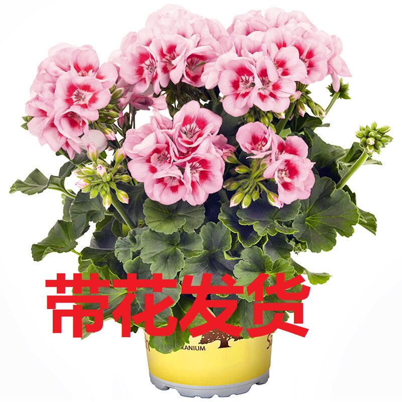 Upright Geranium Plena series Rose red Four seasons Bloom Continue Potted plant Cuttingsin the Flower delivery/Flowers simulation/Plants gardening , Flowers/Potted plants (New) , Flowers  category - from Buy2taobao.com to provide professional Taobao agent buy service