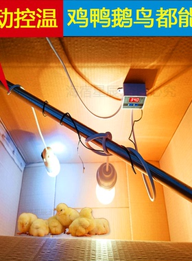 小鸡保温箱育雏箱自动控温灯恒温小鸟鸡鸭鹅鹌鹑养殖设备用保温箱