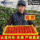 新鲜丹东99草莓红颜牛奶大草莓东北现发九九奶油草莓整箱 3斤 包邮