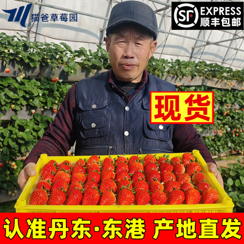 新鲜丹东99草莓现摘现发坏果包赔