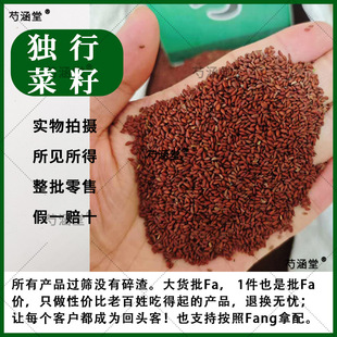 独行菜子独行菜籽北葶苈甜葶苈力亭立子停力子葶苈籽南葶苈子