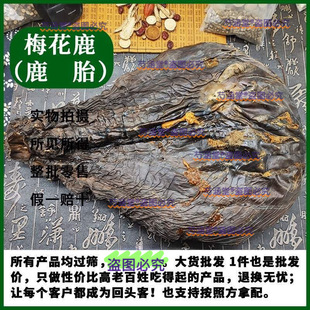 梅花鹿整只干鹿胎鹿胎盘胎衣整个可代打粉梅花鹿 马鹿完整整个