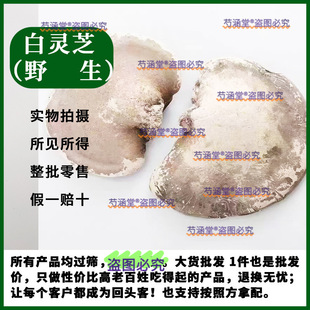 长白山野生白灵芝 白玉芝 桦剥孔菌 白边玉芝 桦剥管菌干品250克