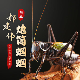 蝈蝈活虫高端郝建伟蝈蝈带笼子铁皮炮筒宠物翡翠绿蝈蝈家养冬蝈蝈
