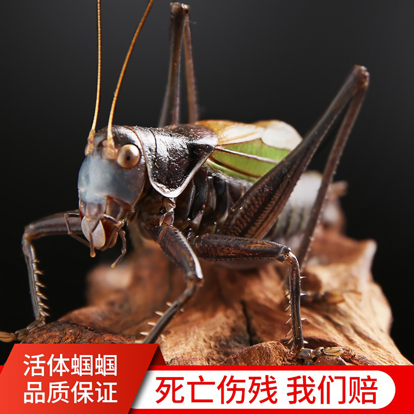 蝈蝈活虫精品笼子家养高端宠物图片