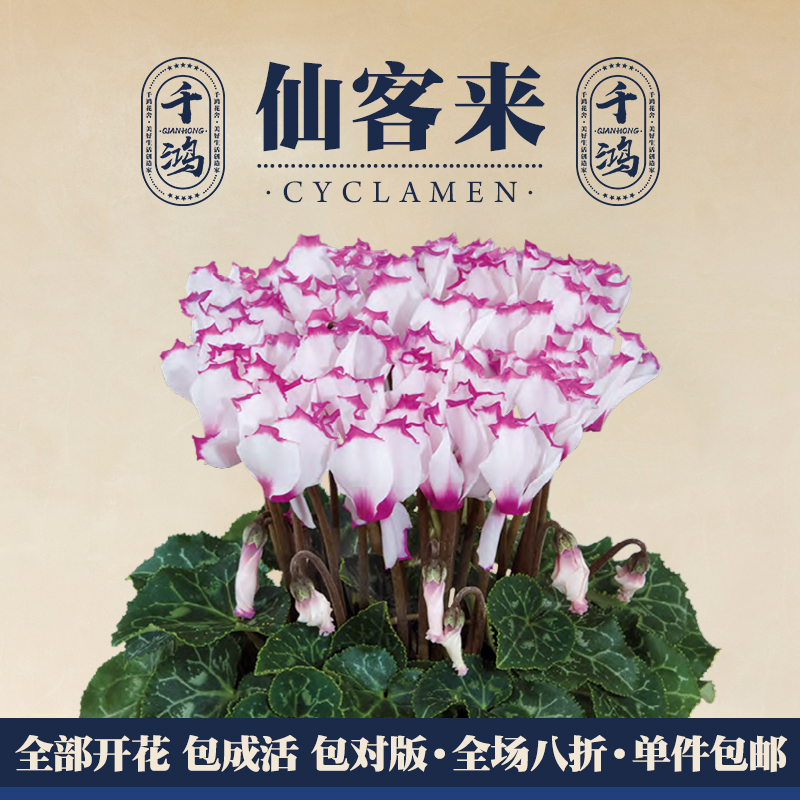 仙客来盆栽维多利亚室内客厅植物阳台耐阴兔耳花卉年宵花期长好养