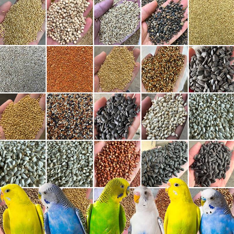 新鲜鸽粮20斤特价无玉米鸽子梁10斤鸟食饲料10kg成肉豌豆鸽粮5斤