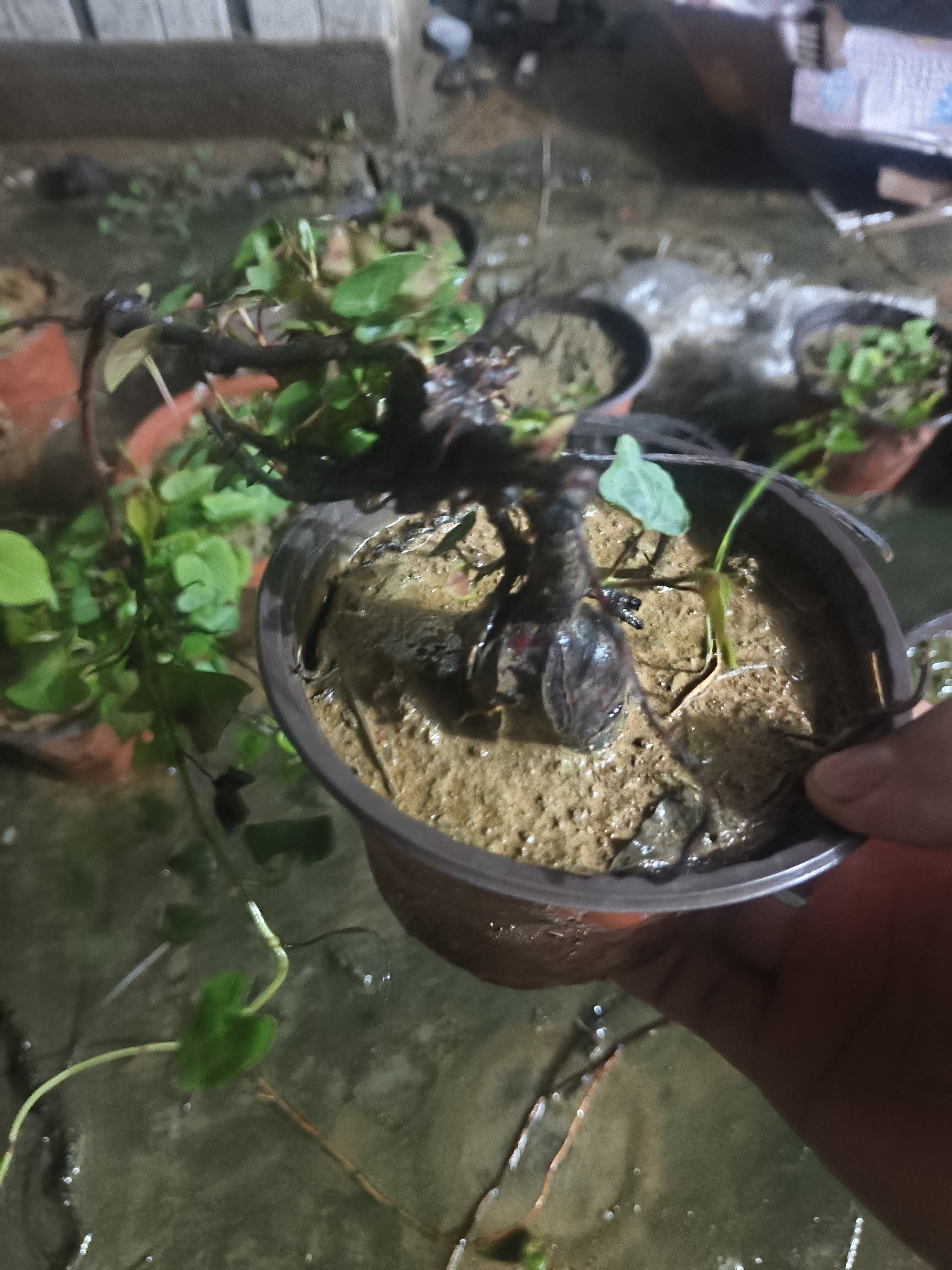 药材何首乌苗何首乌种苗易成活移栽苗观赏爬藤绿植盆栽图片