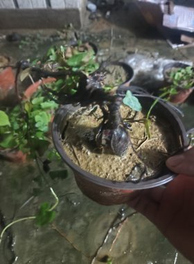 药材何首乌苗何首乌种苗易成活移栽苗观赏爬藤绿植盆栽