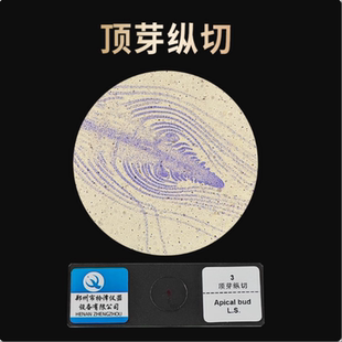 叶片横切 顶芽纵切 生物切片涂片小学初高中科学实验切片显微镜观