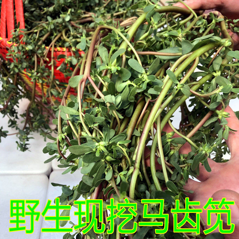 马齿笕新鲜马齿苋野生马蜂菜野菜老鼠耳马耳五行草长寿菜包邮