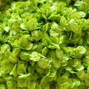 现摘2026年榆钱儿新鲜野菜榆钱榆钱串子儿榆钱饭人工现摘