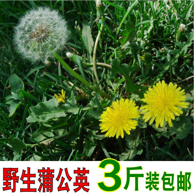 2026新鲜蒲公英现挖带根野生其它