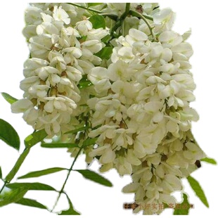 2026现摘新鲜野菜榆钱有机蔬菜榆钱儿钱串树子窝头洋槐花3斤 包