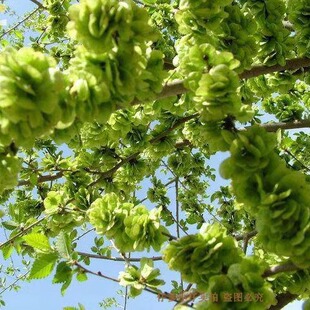 现摘新鲜2026野菜榆钱有机蔬菜榆钱儿钱串树子窝头洋槐花3斤 包