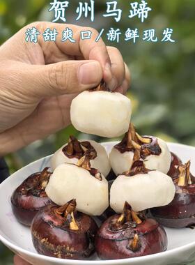 正宗广西贺州长寿市水果马蹄(荸荠)大果绿色富硒新鲜脆甜多汁无渣